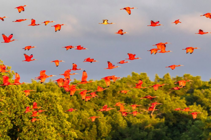 Picture of CARIBBEAN-TRINIDAD-CARONI SWAMP SCARLET IBIS BIRDS IN FLIGHT 