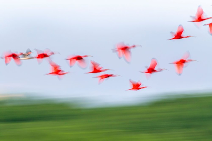 Picture of CARIBBEAN-TRINIDAD-CARONI SWAMP BLUR OF SCARLET IBIS BIRDS IN FLIGHT 