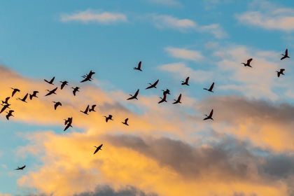Picture of CARIBBEAN-TRINIDAD-CARONI SWAMP SCARLET IBIS BIRDS IN FLIGHT AT SUNSET 