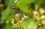 Picture of CARIBBEAN-TRINIDAD-ASA WRIGHT NATURE CENTER AGNOSIA CLEARWING BUTTERFLY FEEDING 