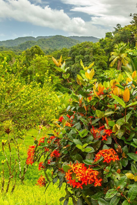 Picture of CARIBBEAN-TRINIDAD TROPICAL JUNGLE LANDSCAPE WITH FLOWERS 
