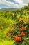 Picture of CARIBBEAN-TRINIDAD TROPICAL JUNGLE LANDSCAPE WITH FLOWERS 