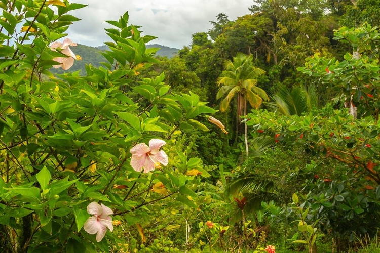 Picture of CARIBBEAN-TRINIDAD TROPICAL JUNGLE LANDSCAPE WITH HIBISCUS FLOWERS 