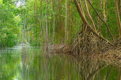 Picture of CARIBBEAN-TRINIDAD CARONI SWAMP SCENIC 