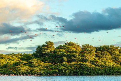 Picture of CARIBBEAN-TRINIDAD-CARONI SWAMP SCARLET IBIS BIRDS IN FLIGHT AND FLAMINGOS IN WATER 