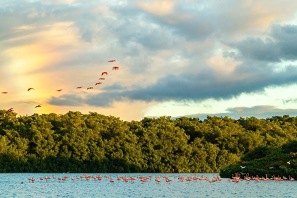 Picture of CARIBBEAN-TRINIDAD-CARONI SWAMP SCARLET IBIS BIRDS IN FLIGHT AND FLAMINGOS IN WATER 