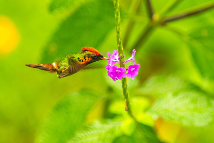 Picture of CARIBBEAN-TRINIDAD-ASA WRIGHT NATURE CENTER FEMALE TUFTED COQUETTE HUMMINGBIRD FEEDING 