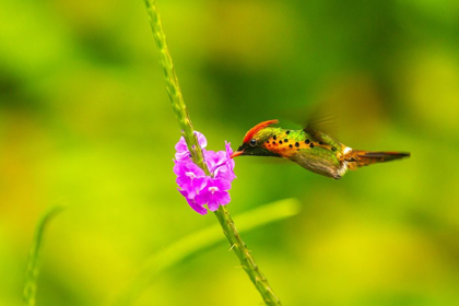 Picture of CARIBBEAN-TRINIDAD-ASA WRIGHT NATURE CENTER FEMALE TUFTED COQUETTE HUMMINGBIRD FEEDING 