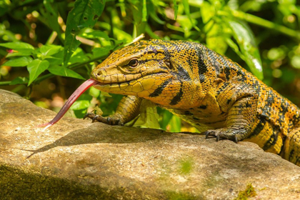 Picture of CARIBBEAN-TRINIDAD-ASA WRIGHT NATURE CENTER TEGU LIZARD CLOSE-UP 