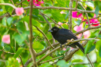 Picture of CARIBBEAN-TRINIDAD-ASA WRIGHT NATURE CENTER MALE WHITE-LINED TANAGER BIRD ON LIMB 