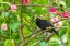 Picture of CARIBBEAN-TRINIDAD-ASA WRIGHT NATURE CENTER MALE WHITE-LINED TANAGER BIRD ON LIMB 