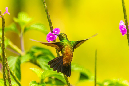 Picture of CARIBBEAN-TRINIDAD-ASA WRIGHT NATURE CENTER COPPER-RUMPED HUMMINGBIRD FEEDING ON VERVINE FLOWER 