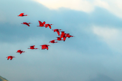 Picture of CARIBBEAN-TRINIDAD-CARONI SWAMP SCARLET IBIS BIRDS IN FLIGHT 