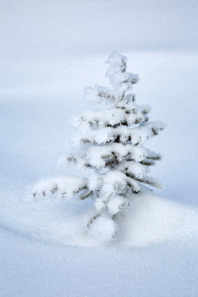 Picture of CANADA-ALBERTA-JASPER NATIONAL PARK-TINY-SNOW-COVERED FIR TREE