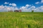 Picture of CANADA-ALBERTA-OYEN GRANARIES IN FIELD OF GRASS