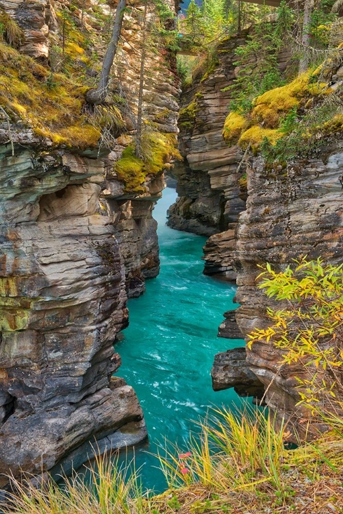 Picture of CANADA-ALBERTA-JASPER NATIONAL PARK ATHABASCA RIVER AT ATHABASCA FALLS