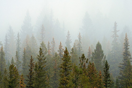 Picture of CANADA-ALBERTA-BANFF NATIONAL PARK BOW VALLEY FOREST IN FOG