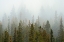 Picture of CANADA-ALBERTA-BANFF NATIONAL PARK BOW VALLEY FOREST IN FOG