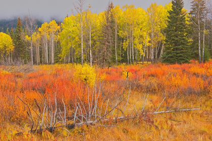 Picture of CANADA-ALBERTA-BANFF NATIONAL PARK BOW VALLEY IN AUTUMN COLORS