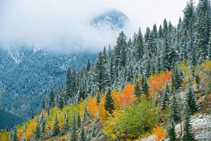 Picture of CANADA-ALBERTA FOG IN CANADIAN ROCKY MOUNTAINS