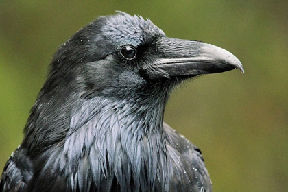 Picture of CANADA-ALBERTA-BANFF NATIONAL PARK COMMON RAVEN CLOSE-UP