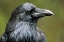 Picture of CANADA-ALBERTA-BANFF NATIONAL PARK COMMON RAVEN CLOSE-UP