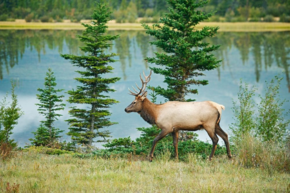 Picture of CANADA-ALBERTA-JASPER NATIONAL PARK BULL ELK NEXT TO ATHABASCA RIVER