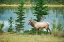 Picture of CANADA-ALBERTA-JASPER NATIONAL PARK BULL ELK NEXT TO ATHABASCA RIVER