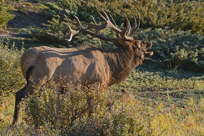 Picture of CANADA-ALBERTA-JASPER NATIONAL PARK BULL ELK NEXT TO ATHABASCA RIVER