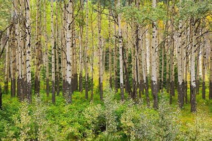 Picture of CANADA-ALBERTA-BANFF NATIONAL PARK TREMBLING ASPEN TREE FOREST