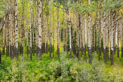 Picture of CANADA-ALBERTA-BANFF NATIONAL PARK TREMBLING ASPEN TREE FOREST