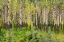 Picture of CANADA-ALBERTA-BANFF NATIONAL PARK TREMBLING ASPEN TREE FOREST
