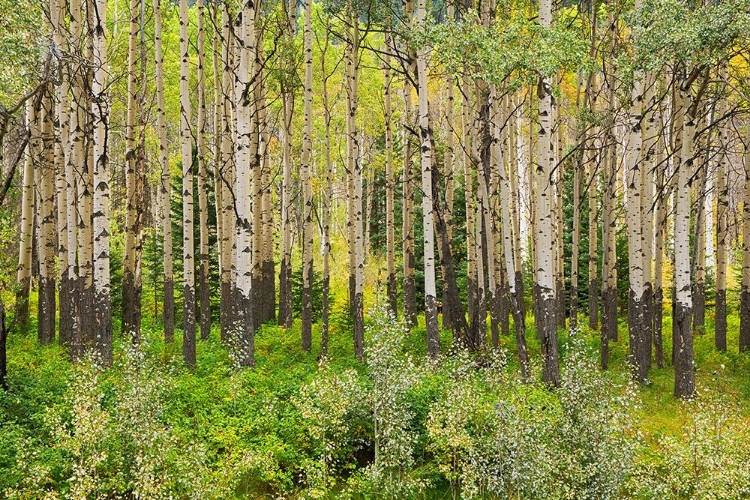 Picture of CANADA-ALBERTA-BANFF NATIONAL PARK TREMBLING ASPEN TREE FOREST