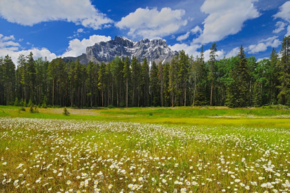 Picture of CANADA-ALBERTA-BANFF NATIONAL PARK LANDSCAPE WITH FIELD OF COMMON DAISIES AND CASCADE MOUNTAIN