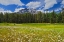 Picture of CANADA-ALBERTA-BANFF NATIONAL PARK LANDSCAPE WITH FIELD OF COMMON DAISIES AND CASCADE MOUNTAIN