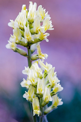 Picture of CANADA-ALBERTA-JASPER NATIONAL PARK WHITE AND YELLOW LOCOWEED BLOSSOMS