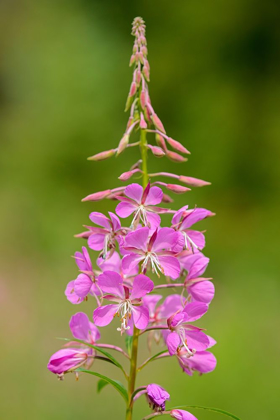 Picture of CANADA-ALBERTA-BANFF NATIONAL PARK PINK FIREWEED FLOWERS CLOSE-UP