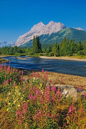 Picture of CANADA-ALBERTA-KANANASKIS COUNTRY LANDSCAPE WITH MOUNTAIN-STREAM AND FIREWEED FLOWERS