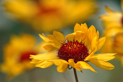 Picture of CANADA-ALBERTA-JASPER NATIONAL PARK BROWN-EYED SUSAN FLOWER CLOSE-UP