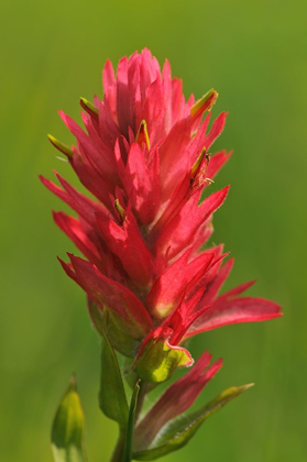 Picture of CANADA-ALBERTA-BANFF NATIONAL PARK INDIAN PAINTBRUSH FLOWER CLOSE-UP