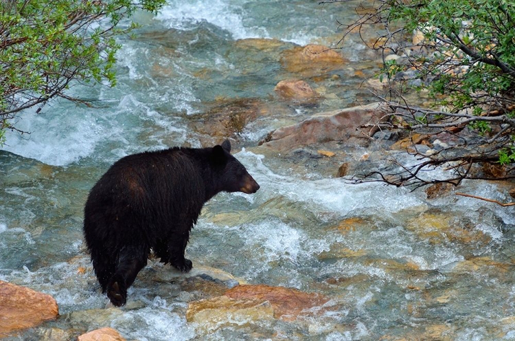 Picture of CANADA-ALBERTA-BANFF NATIONAL PARK AMERICAN BLACK BEAR SOW CROSSING CREEK