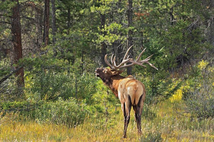 Picture of CANADA-ALBERTA-JASPER NATIONAL PARK MALE ELK CALLING