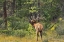 Picture of CANADA-ALBERTA-JASPER NATIONAL PARK MALE ELK CALLING