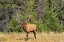 Picture of CANADA-ALBERTA-JASPER NATIONAL PARK MALE ELK WALKING