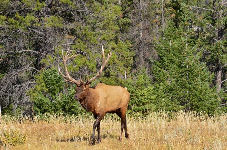 Picture of CANADA-ALBERTA-JASPER NATIONAL PARK MALE ELK WALKING