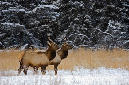 Picture of CANADA-ALBERTA-BANFF NATIONAL PARK FEMALE ELKS IN SNOWY FIELD