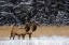 Picture of CANADA-ALBERTA-BANFF NATIONAL PARK FEMALE ELKS IN SNOWY FIELD