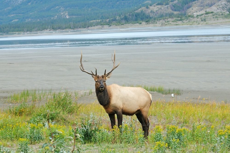 Picture of CANADA-ALBERTA-JASPER NATIONAL PARK MALE ELK IN FIELD