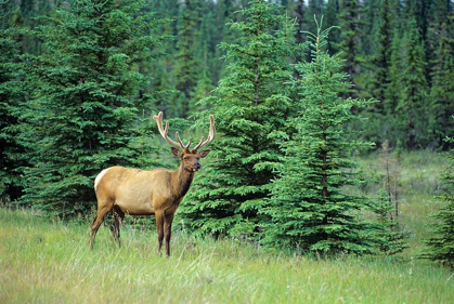 Picture of CANADA-ALBERTA-JASPER NATIONAL PARK MALE ELK IN FIELD