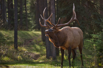 Picture of CANADA-ALBERTA-JASPER NATIONAL PARK MALE ELK CALLING